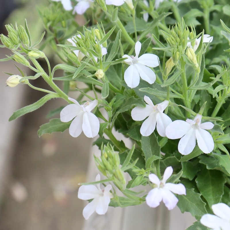 最後の1株♪超良株!! 栄養系ロベリア「カリブスノー」(3.5号ポット)