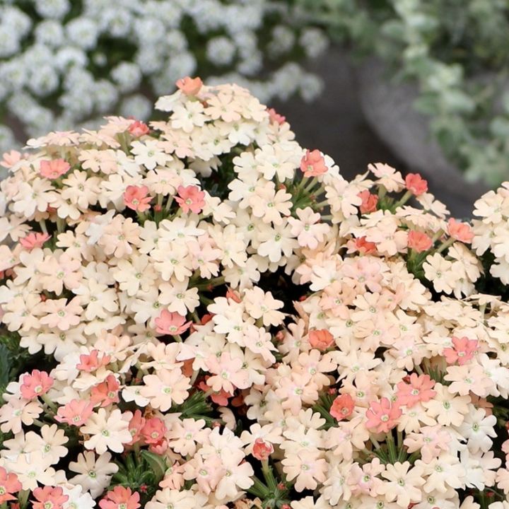 宿根バーベナ・コルト「ピーチ」(3.5号ポット)