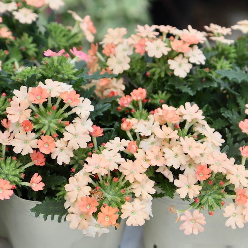 宿根バーベナ・コルト「ピーチ」(3.5号ポット)