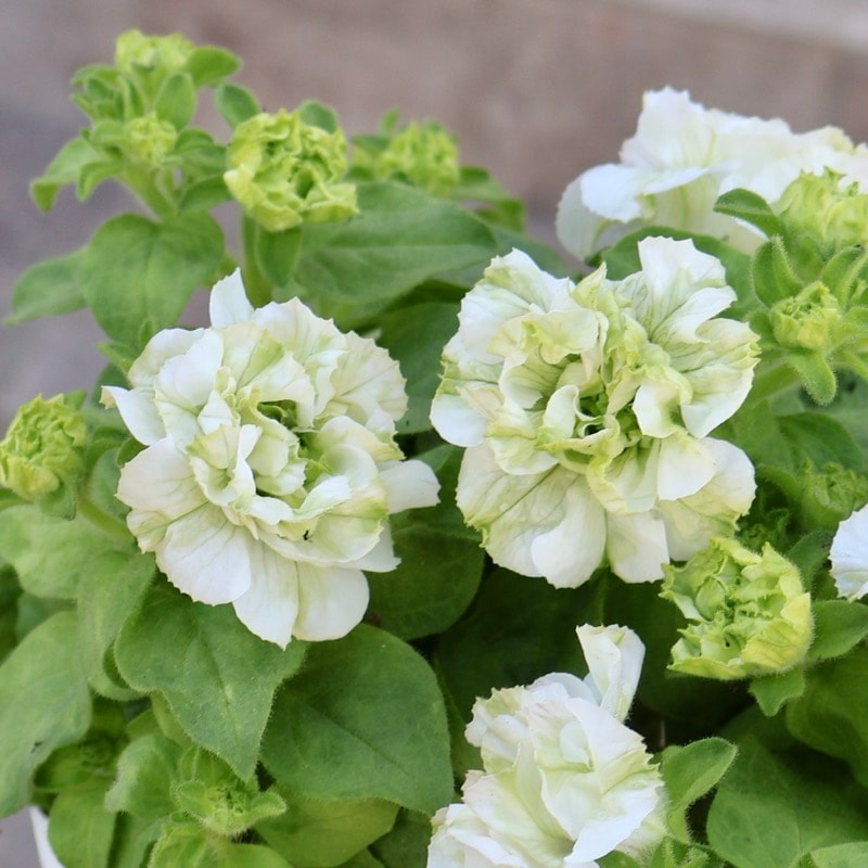 花日和さんの八重咲きペチュニア・ベルチャーム「エルザ」(3.5号ポット)