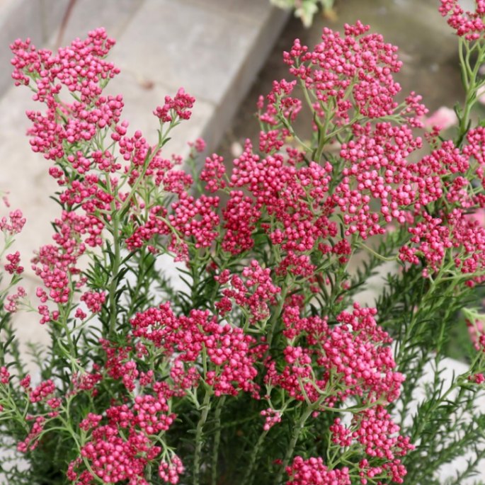 蕾ぎっしりの良株揃い♪ライスフラワー「ロイヤルピンク」(3号ロングポット)