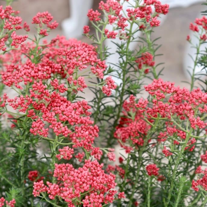 蕾ぎっしりの良株揃い♪ライスフラワー「キャンディレッド」(3号ロングポット)