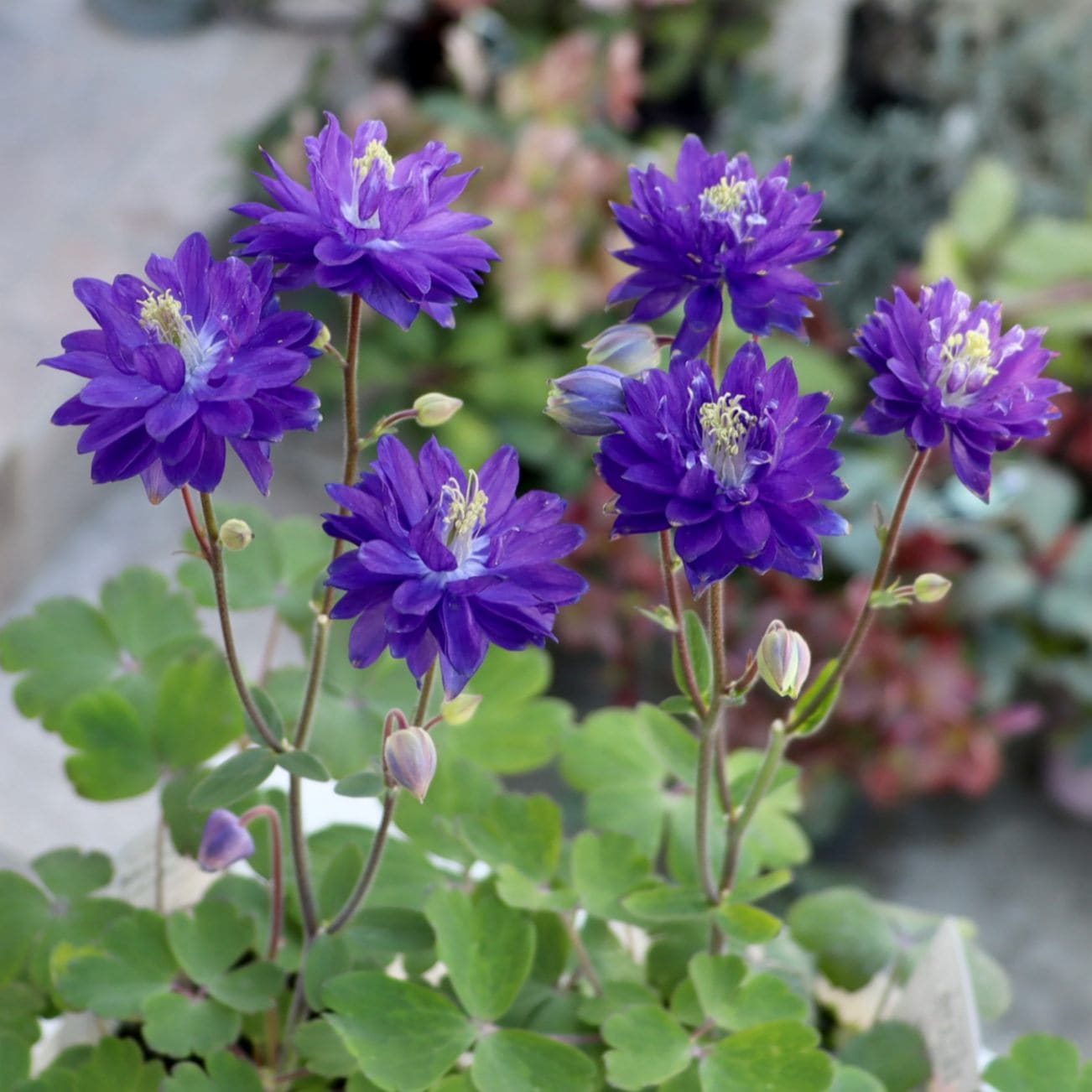 八重咲き♪西洋オダマキ・クレメンタイン「ブルー」2番