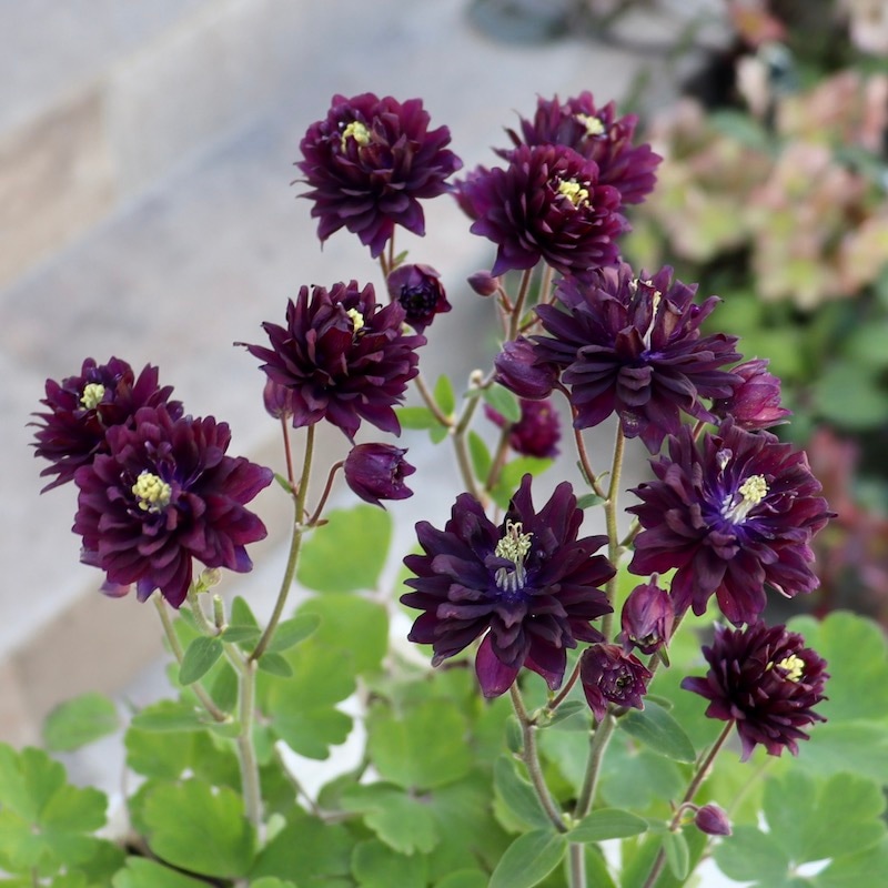 八重咲き♪西洋オダマキ・クレメンタイン「バーガンディー」3番