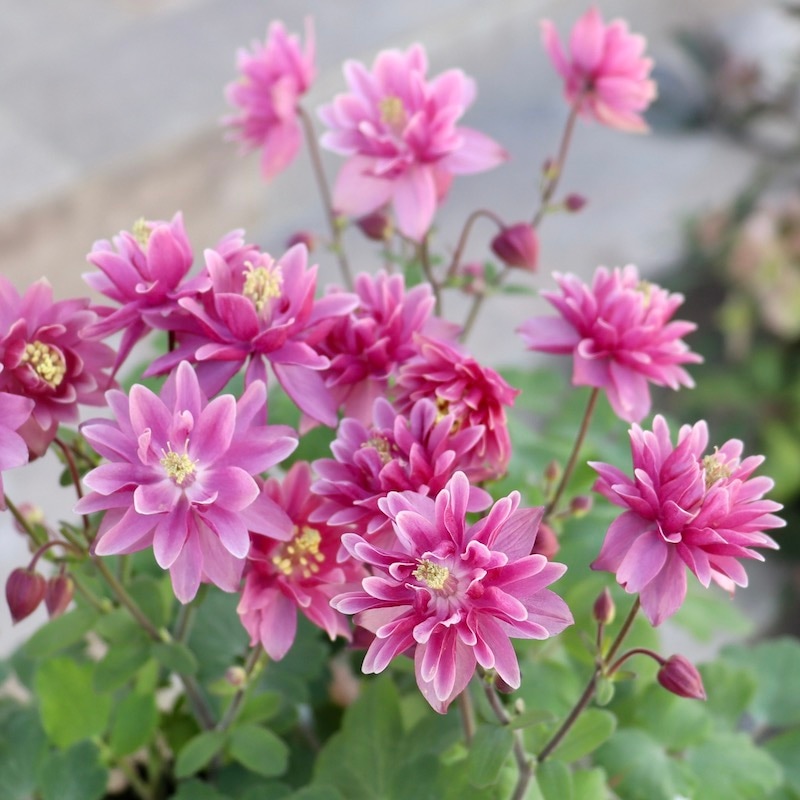 八重咲き♪西洋オダマキ・クレメンタイン「ローズピンク」4番