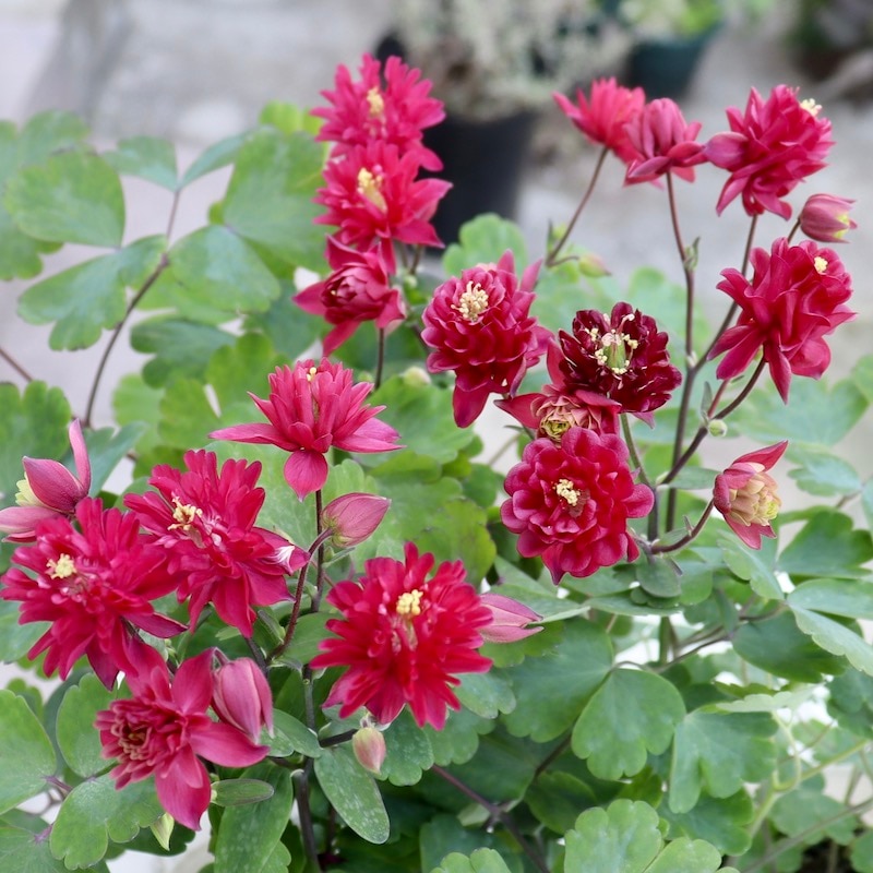 八重咲き♪西洋オダマキ・クレメンタイン「レッド」6番