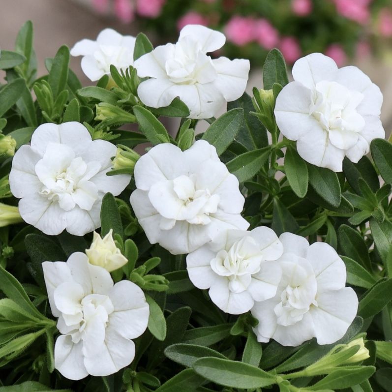 植物（花苗・植物）をホワイト系の色から選ぶ｜ネット通販ショップ～風