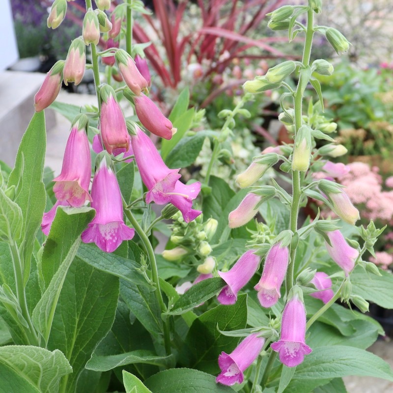 訳あり特価!!直径40㎝高さ60〜70㎝☆風散歩特製☆ジキタリス・スパニッシュピークス【6号スリット鉢】