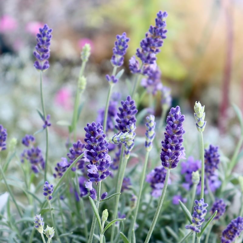 【蕾ぎっしりの超良株】濃い青のイングリッシュラベンダー「ブルースピアー」(3号ロングポット)