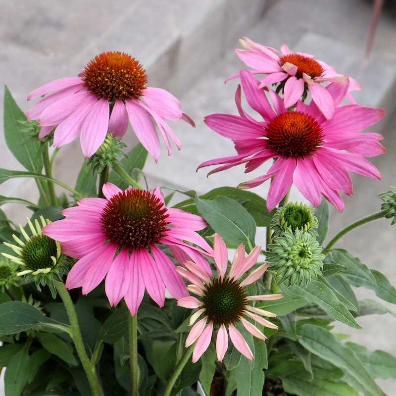 画像と同等品!!1株限り☆夏から秋咲き多年草☆エキナセア☆3番(3.5号ロングポット)