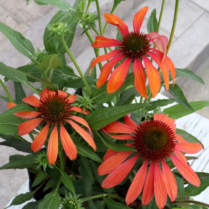 画像と同等品☆夏から秋咲き多年草☆エキナセア☆4番(3.5号ロングポット)