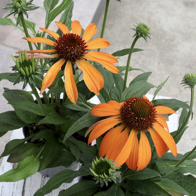 画像の現品限り☆夏から秋咲き多年草☆エキナセア☆6番(3.5号ロングポット)