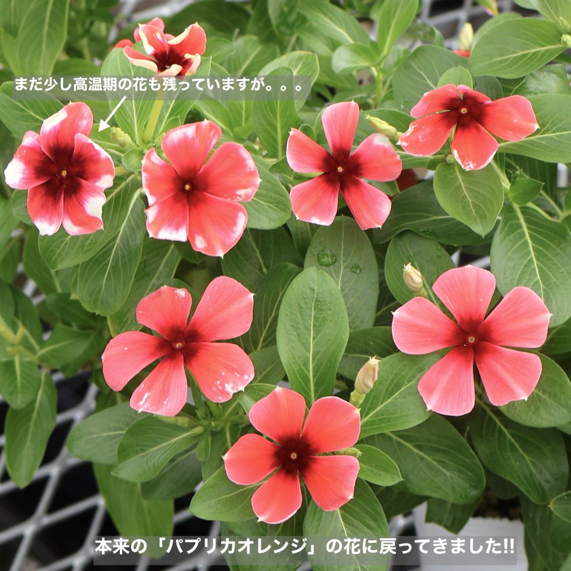 植物（花苗・植物）を色から選ぶ｜ネット通販ショップ～風散歩～