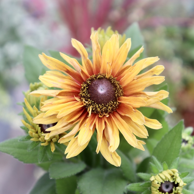 画像と同等品1点限り!! 希少苗☆ルドベキア・サハラ☆No.2(3号ロングポット)　