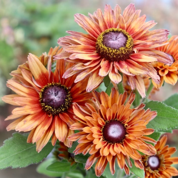 画像の現品!!希少苗☆ルドベキア・サハラ☆No.3(3号ロングポット)　