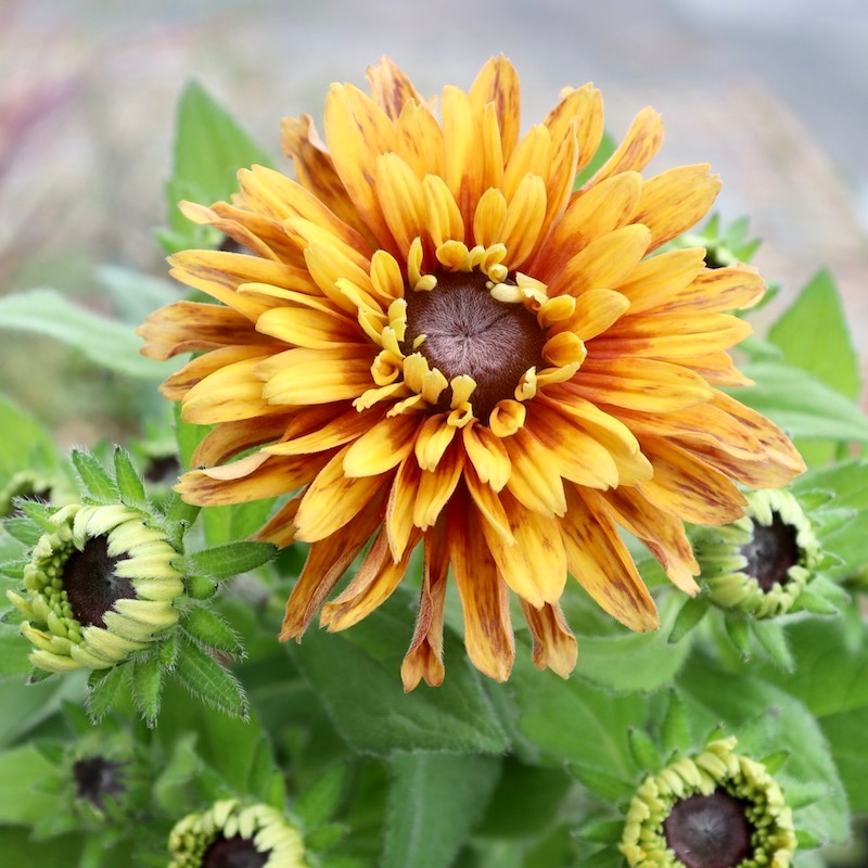 画像と同等品1点限り!! 希少苗☆ルドベキア・サハラ☆No.4(3号ロングポット)　