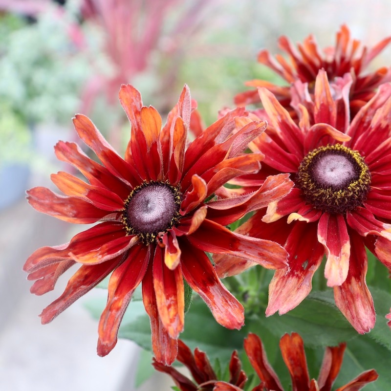 画像と同等品1点限り!! 希少苗☆ルドベキア・サハラ☆No.5(3号ロングポット)　