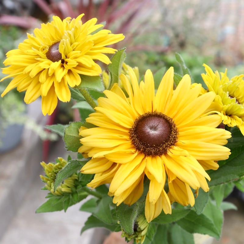 画像と同等品1点限り!! 希少苗☆ルドベキア・サハラ☆No.6(3号ロングポット)　