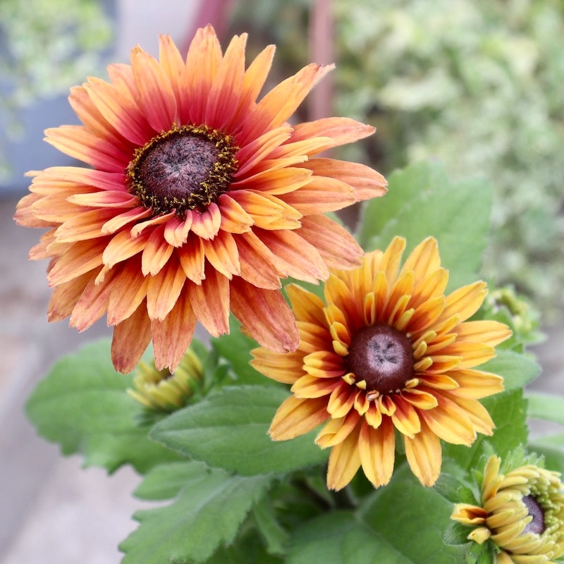 現品1点限り!!希少苗☆ルドベキア・サハラ☆No.7(3号ロングポット)