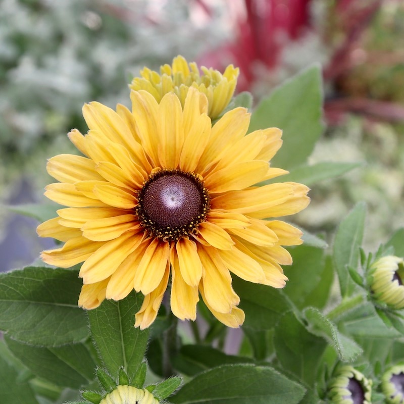 可愛い矢車草のちょっと低めのコンポティエ 可愛い矢車草のちょっと低めのコンポティエ セントーレア