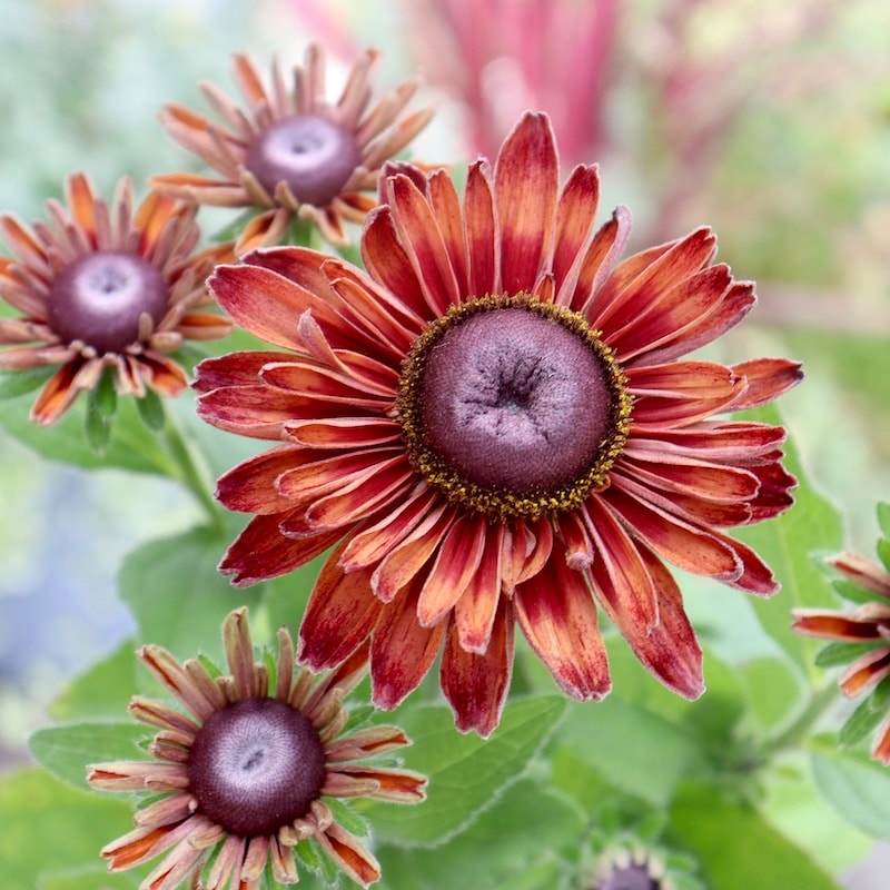 現品1点限り!!希少苗☆ルドベキア・サハラ☆No.9(3号ロングポット)