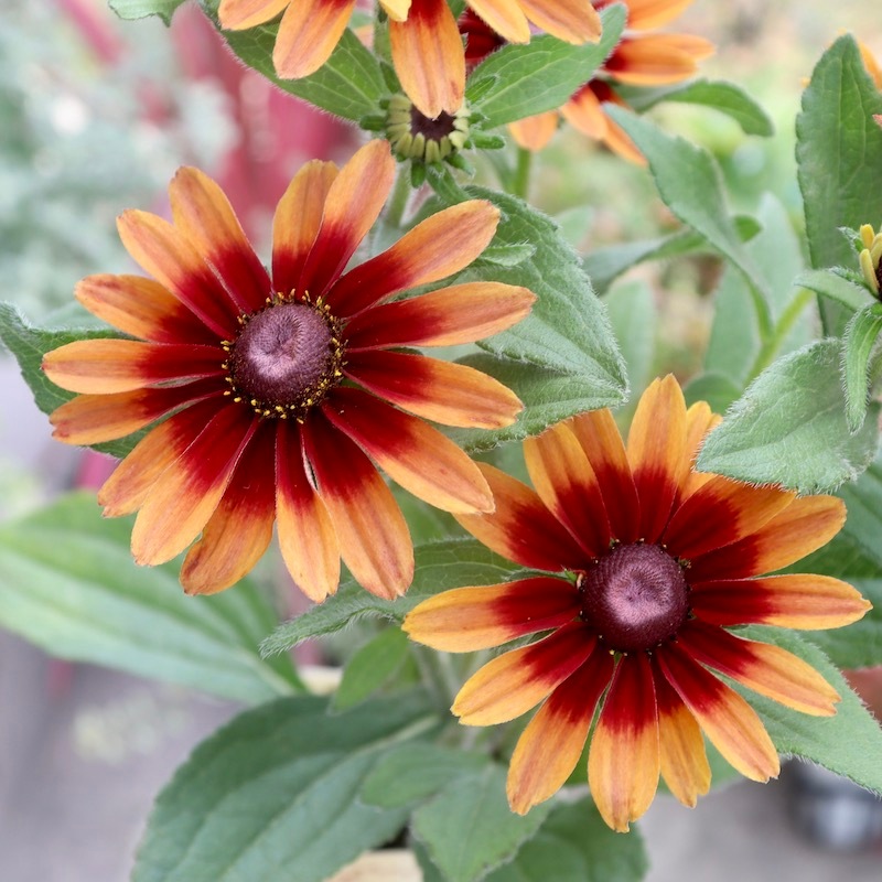 画像と同等品1点限り!! 希少苗☆ルドベキア・サハラ☆No.10(3号ロングポット)　