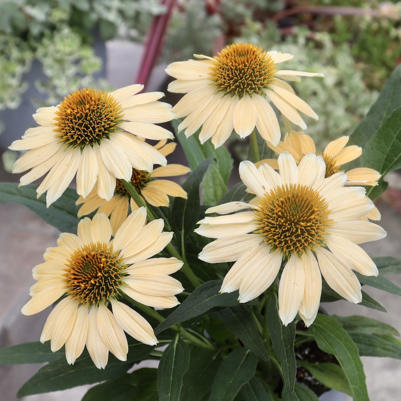 画像の現品1点限り☆夏から秋咲き多年草☆エキナセア☆10番(3.5号ロングポット)