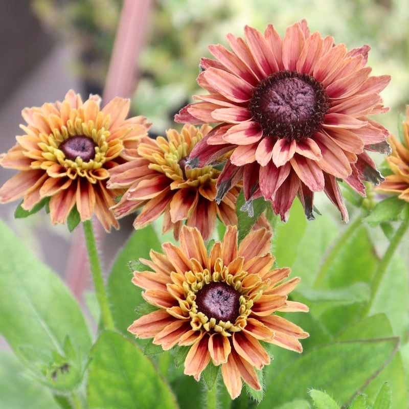 画像と同等品1点限り!!希少苗☆ルドベキア・サハラ☆No.12(3号ロング