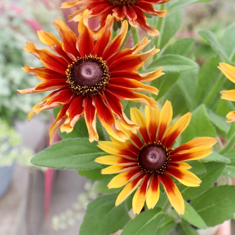 現品1点限り!!希少苗☆ルドベキア・サハラ☆No.13(3号ロングポット)　