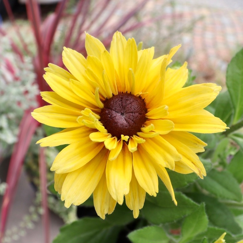 現品1点限り!!希少苗☆ルドベキア・サハラ☆No.14(3号ロングポット)　