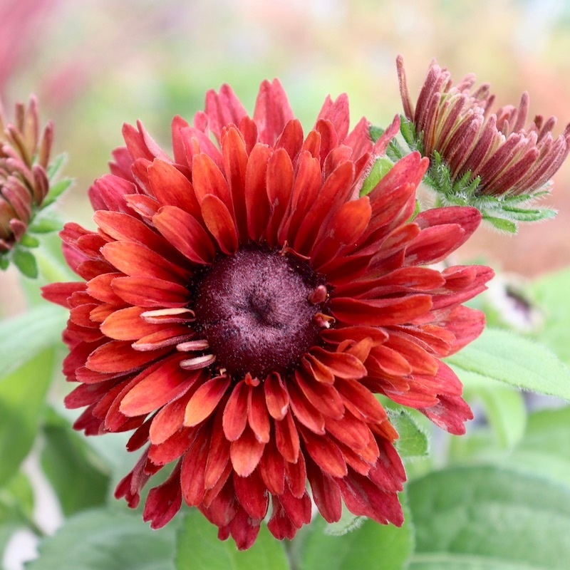 現品1点限り!!希少苗☆ルドベキア・サハラ☆No.15(3号ロングポット)　