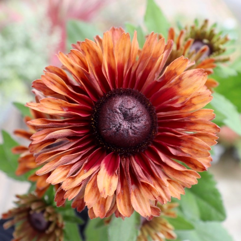 現品1点限り!!希少苗☆ルドベキア・サハラ☆No.16(3号ロングポット)