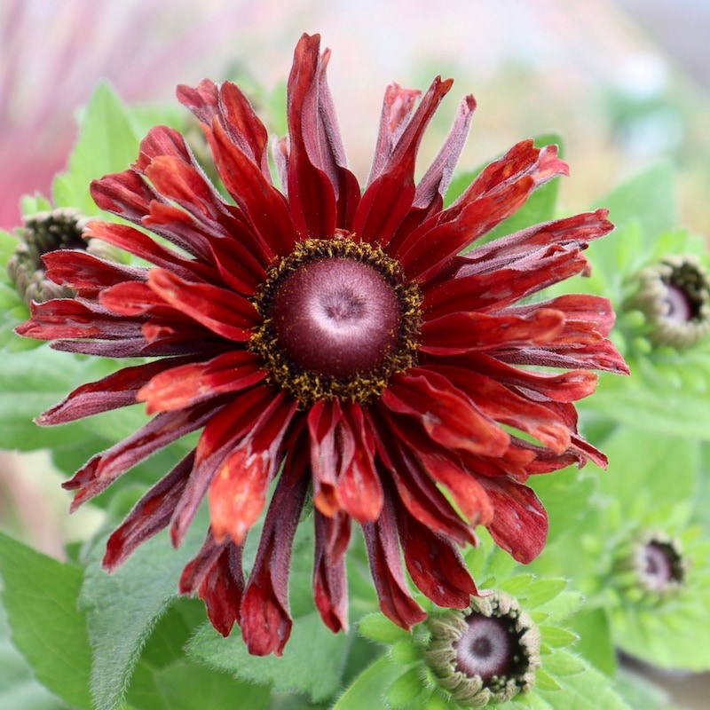 現品1点限り!!希少苗☆ルドベキア・サハラ☆No.17(3号ロングポット)　