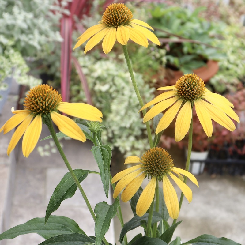 画像の現品1点限り☆夏から秋咲き多年草☆エキナセア☆11番(3.5号ロングポット)