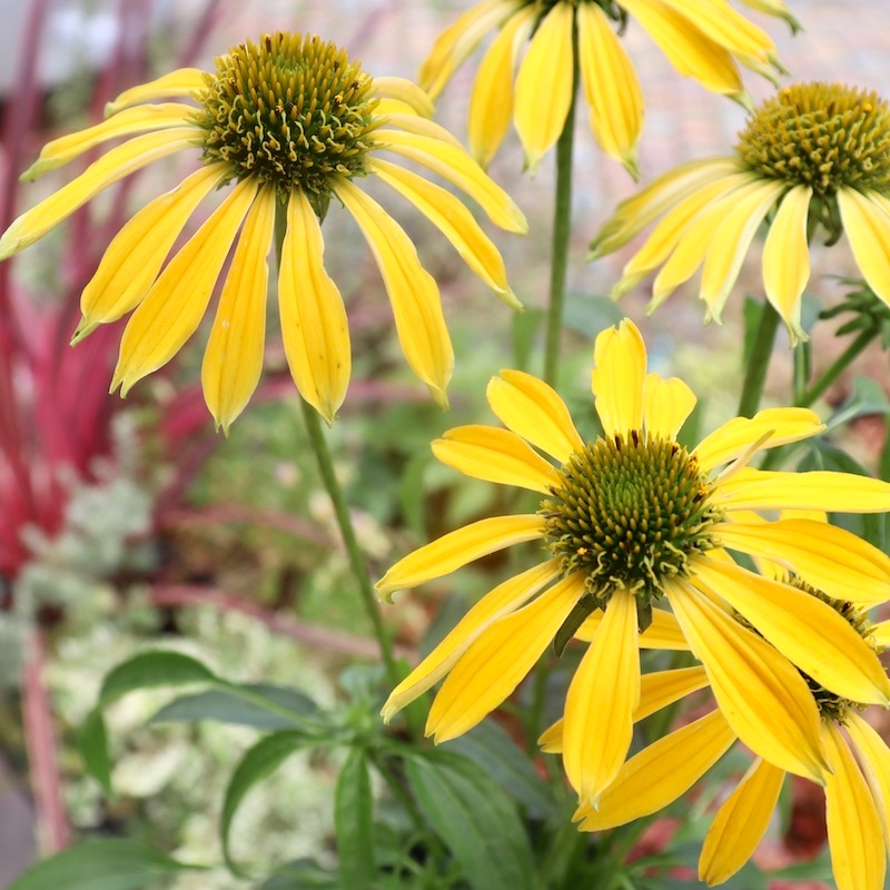 画像の現品1点限り☆夏から秋咲き多年草☆エキナセア☆14番(3.5号ロングポット)