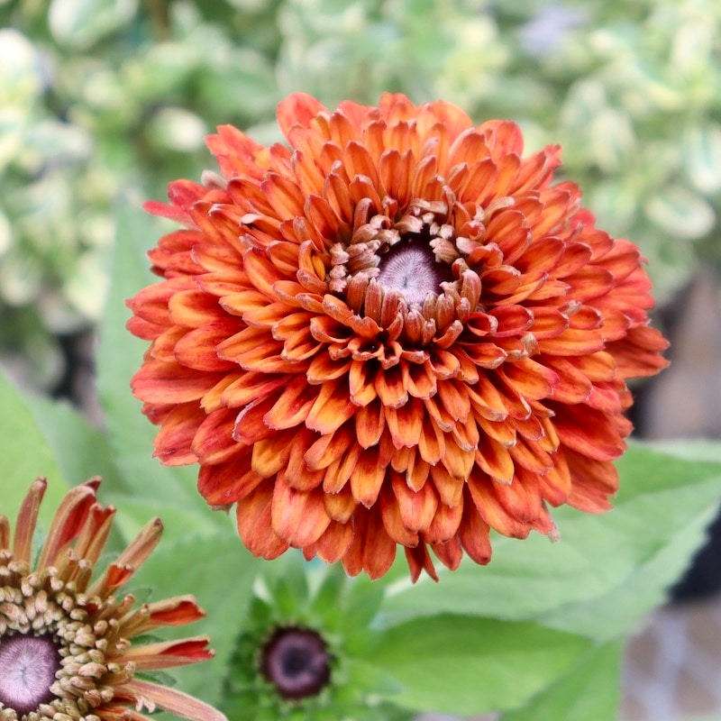 現品1点限り!!希少苗☆ルドベキア・サハラ☆No.18(3号ロングポット)　