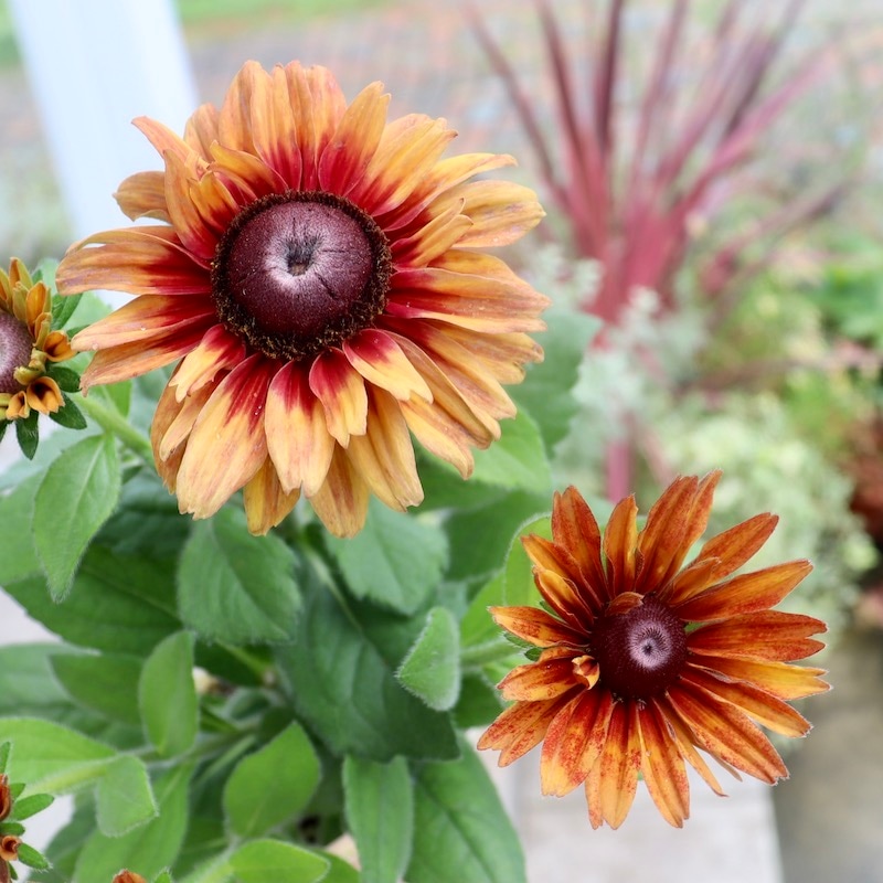 現品1点限り!!希少苗☆ルドベキア・サハラ☆No.19(3号ロングポット)　