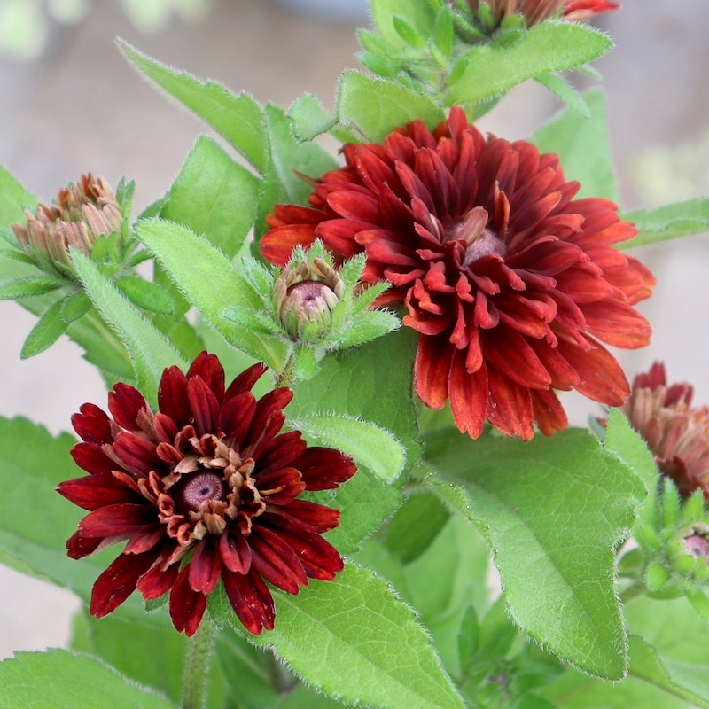 現品1点限り!!希少苗☆ルドベキア・サハラ☆No.20(3号ロングポット)　