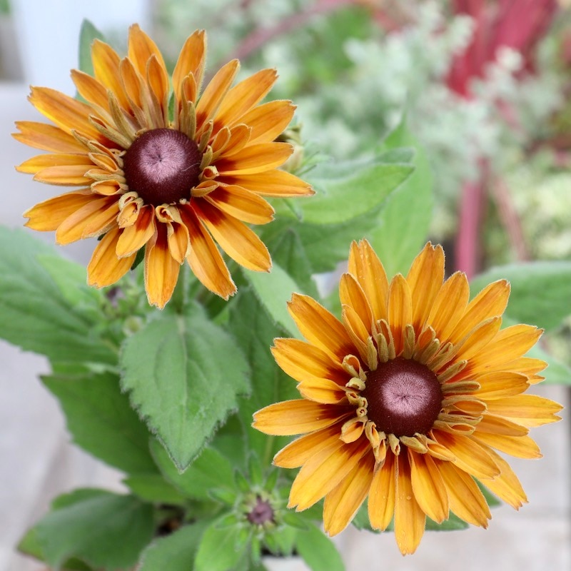 現品1点限り!!希少苗☆ルドベキア・サハラ☆No.21(3号ロングポット)