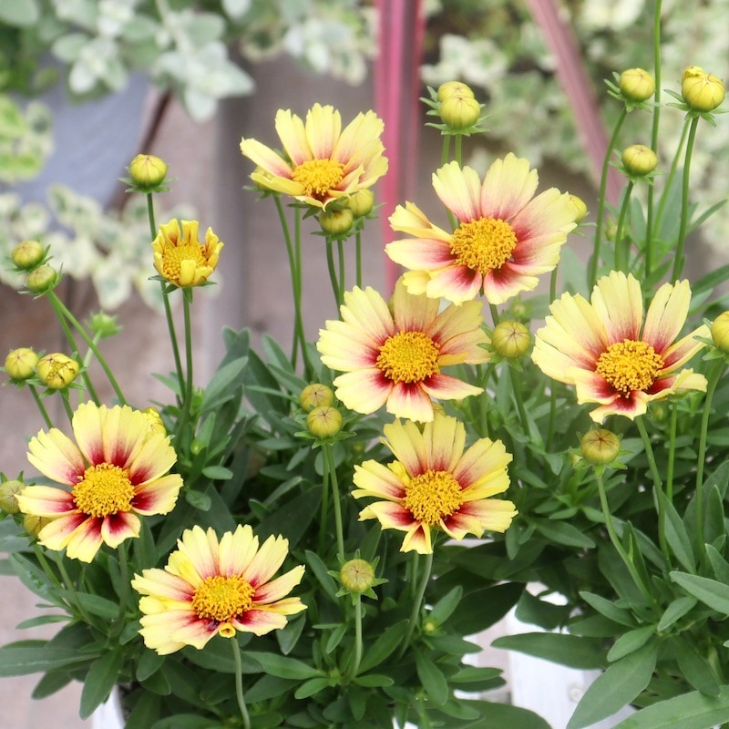 コンパクトな良株揃い♪コレオプシス・ソランナ「サンセットバースト」(3.5号ポット)