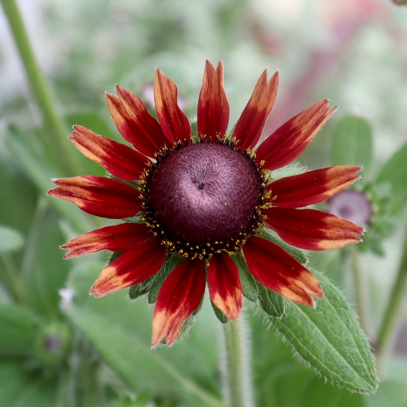 画像の現品!!希少苗☆ルドベキア・チェリーブランデー☆No.1(3.5号ポット)