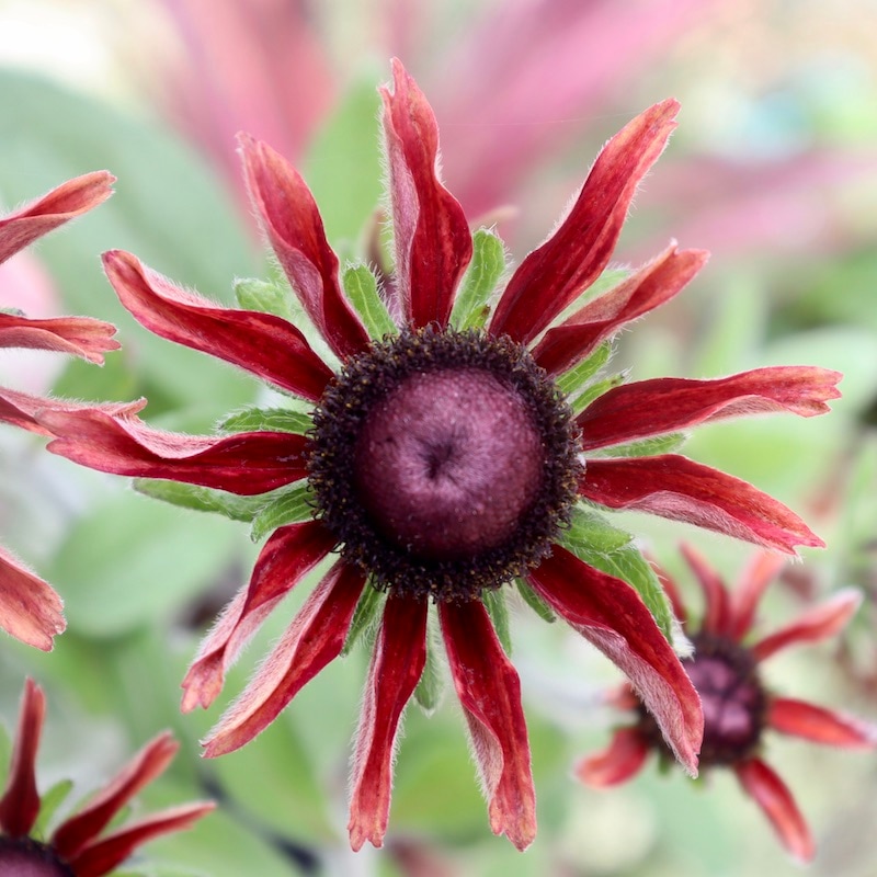 画像の現品!!希少苗☆ルドベキア・チェリーブランデー☆No.2(3.5号ポット)