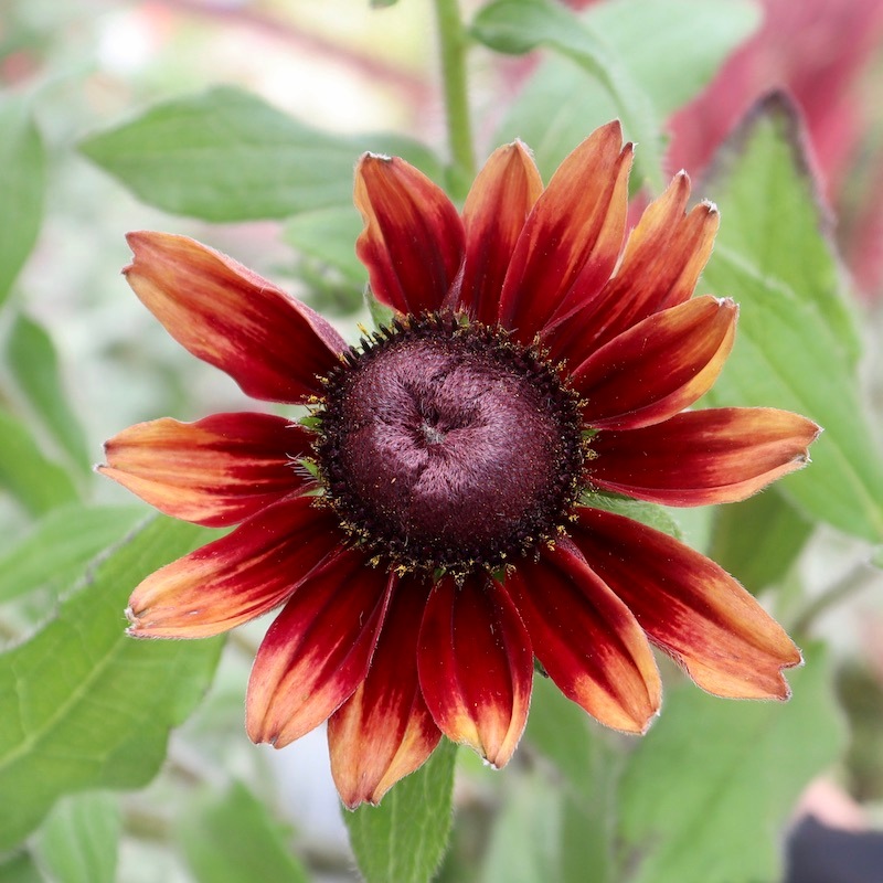 希少　レア　バラ苗　切り花品種　濃い赤い黒　グランドジュビリー 6号鉢 希少 レア バラ苗 切り花品種 濃い赤い黒 グランドジュビリー 6号鉢