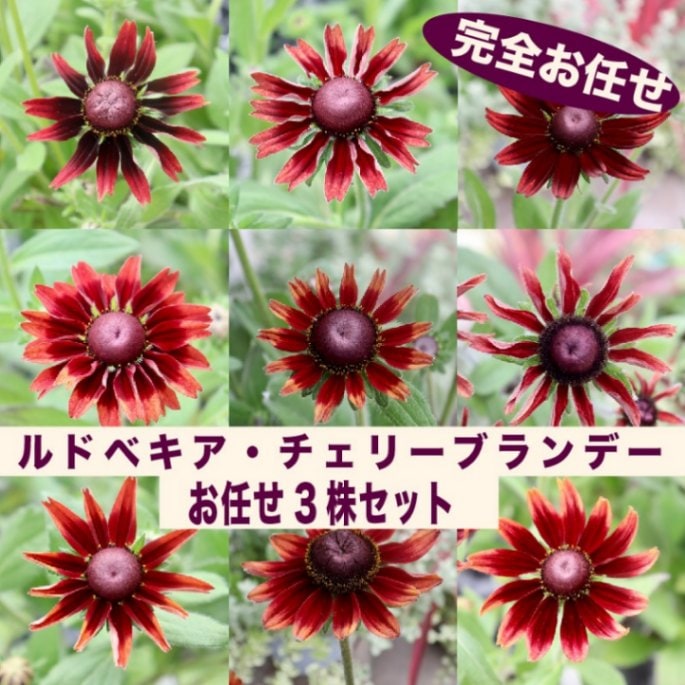 お買得★お任せ3株セット♪ ルドベキア・チェリーブランデー(3.5号ポット)