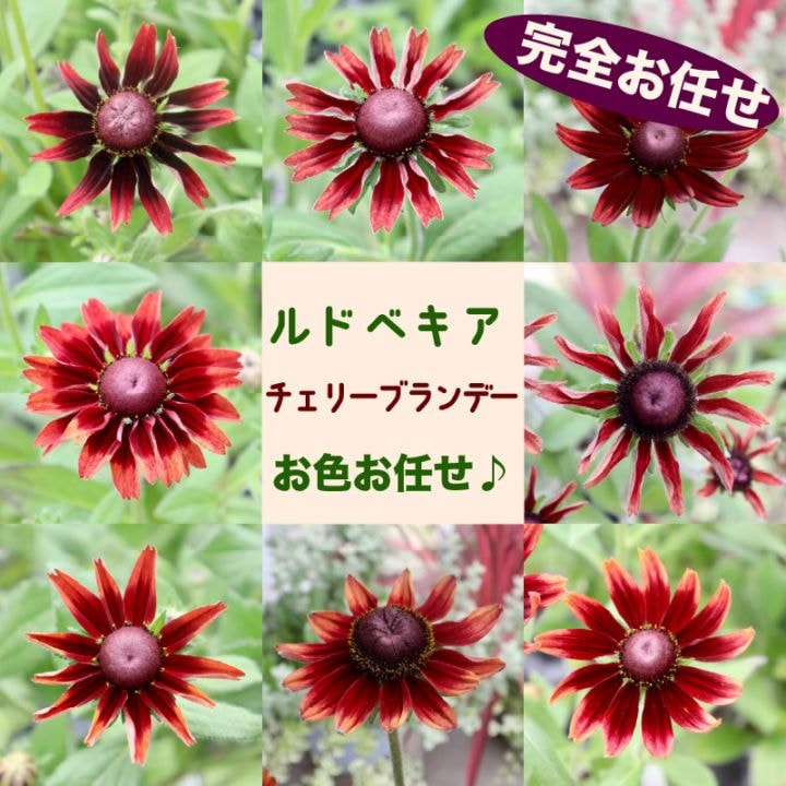 【色を選べないからお買得】ルドベキア・チェリーブランデー★お色お任せ♪ (3.5号ポット)