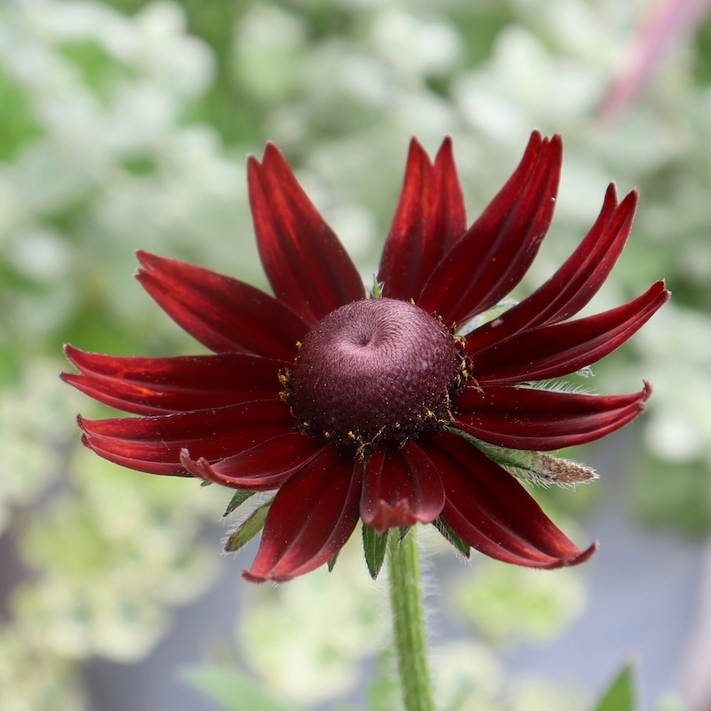 画像の現品!!希少苗☆ルドベキア・チェリーブランデー☆No.5(3.5号ポット)