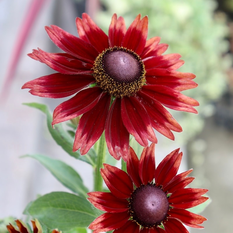 画像の現品!!希少苗☆ルドベキア・チェリーブランデー☆No.7(3.5号ポット)