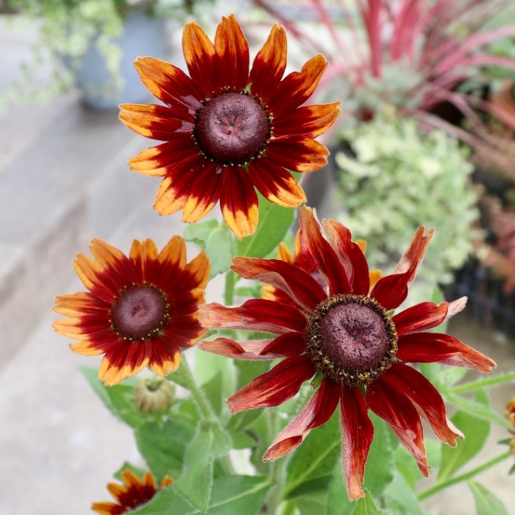 画像の現品!!希少苗☆ルドベキア・チェリーブランデー☆No.10(3.5号ポット)