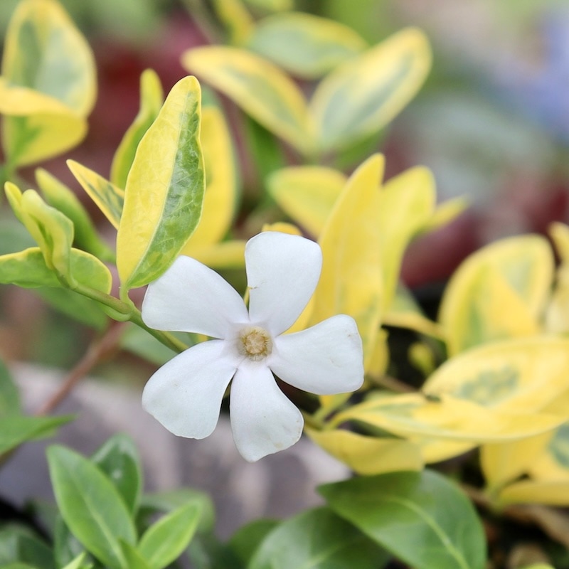 ヒメツルニチニチソウ(ビンカ・ミノール)「ホワイト」