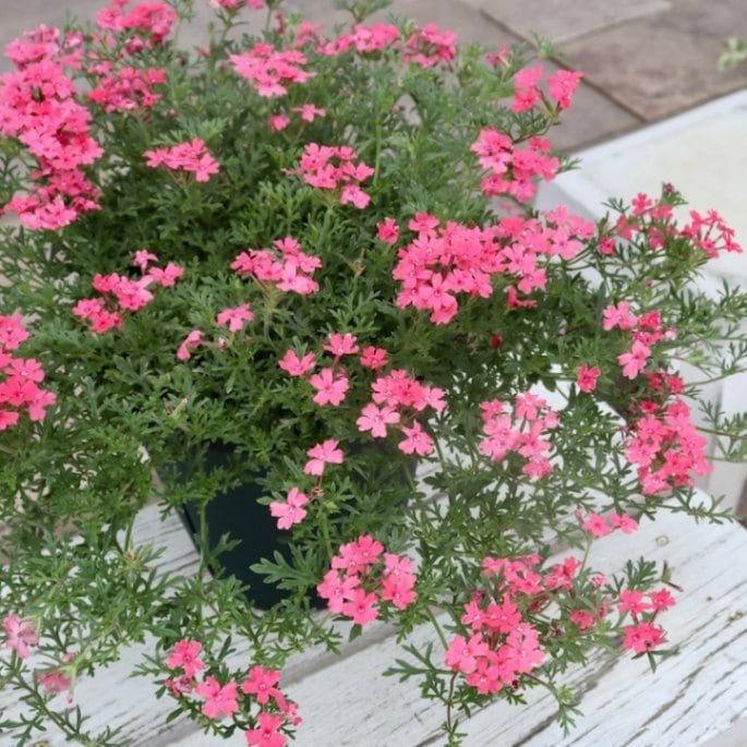 直径50センチ超!!風散歩仕立て6号鉢♪サントリーさんのバーベナ☆タピアン「ローズ」